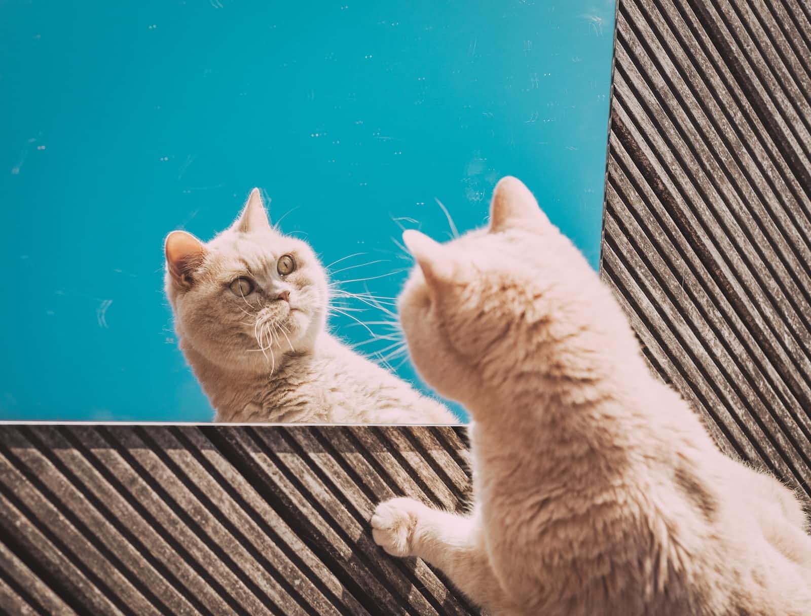 Test Double